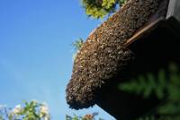 Der 1. Bienenschwarm 2017